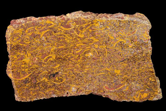 Polished Miriam Stone Slab - India #167763